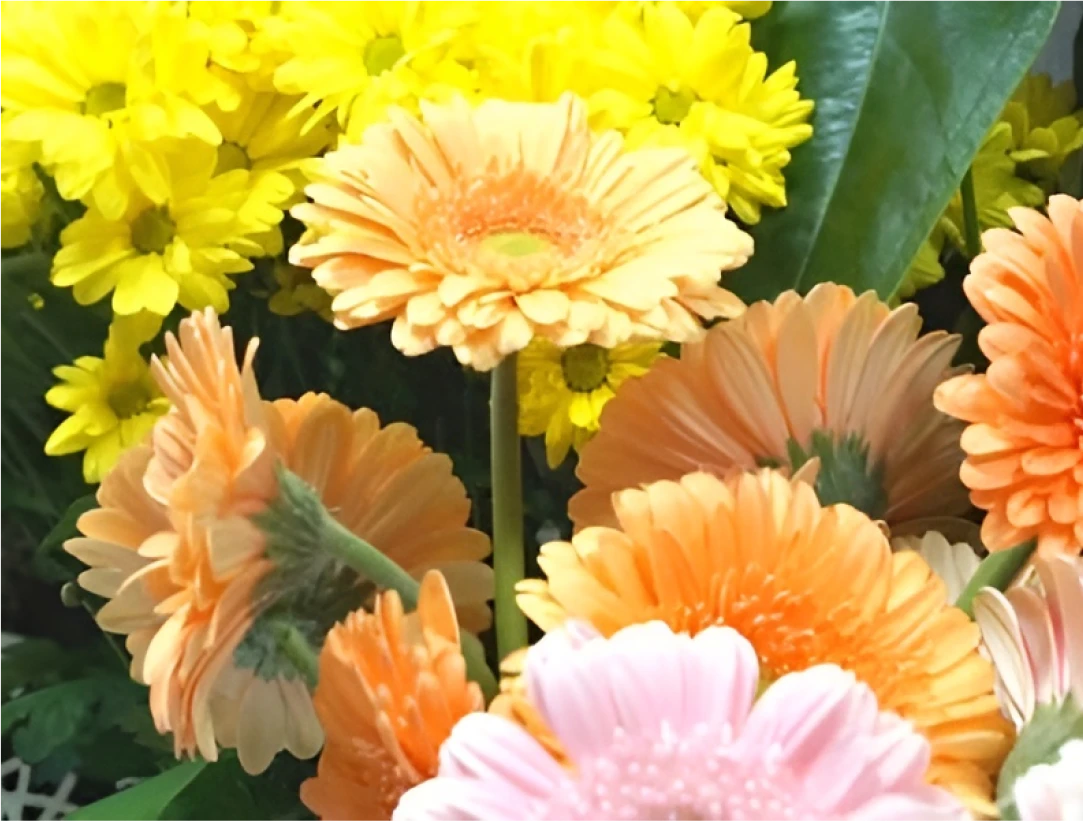 Lete Indien Livraison De Fleurs Saint Laurent Du Var Fleurs 1